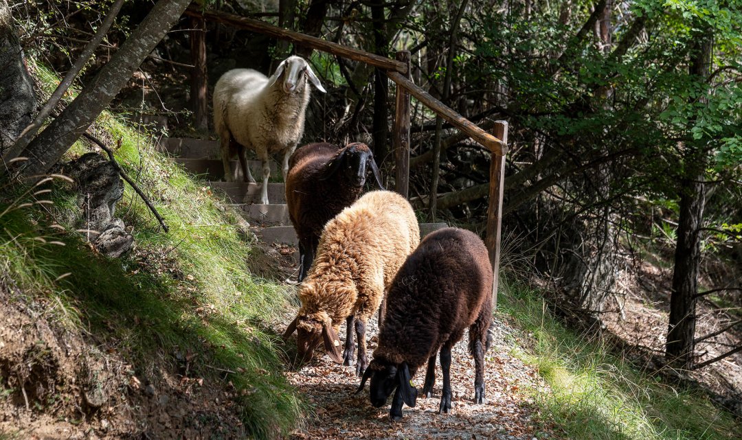 Geschichtsweg Gufidaun