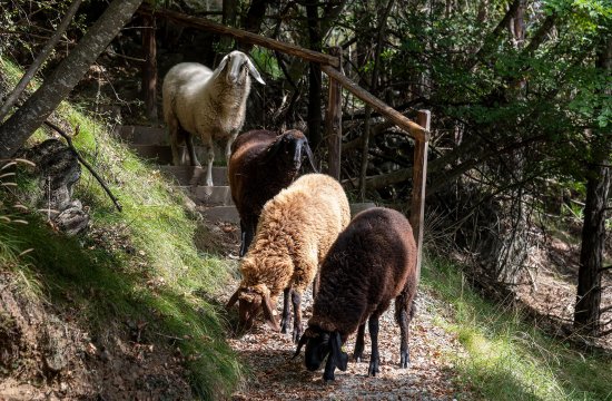 Geschichtsweg Gufidaun